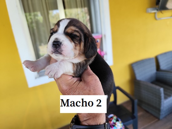 macho2