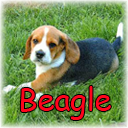 beagleppeq