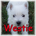 westiepeq