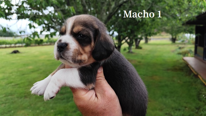 Macho1
